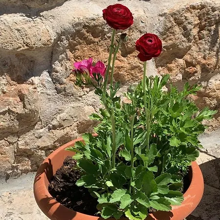 Libertas 1 ゲストハウス