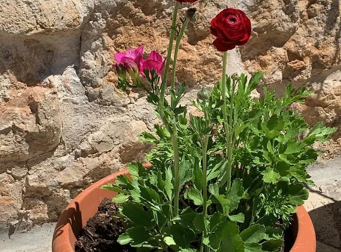 Libertas 1 Pensjonat